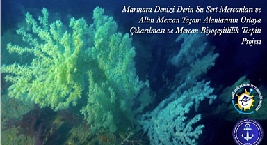Marmara’nın Derinliklerinden Bilime Işık ! ''Sert ve Altın Mercanlar İlk Kez Tanıtılıyor''