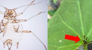 Bayramiç Kaz Dağları'nda Yeni Bir Böcek Türü Keşfedildi