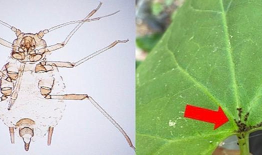 Bayramiç Kaz Dağları'nda Yeni Bir Böcek Türü Keşfedildi