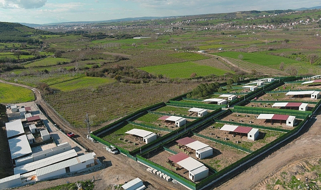 Çanakkale Valiliği’nden Sahipsiz Hayvan Çalışmalarına İlişkin Açıklama