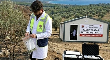 Yangın Zeytini Nasıl Etkiliyor? ÇOMÜ’den Kritik Araştırma