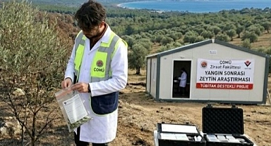 Yangın Zeytini Nasıl Etkiliyor? ÇOMÜ’den Kritik Araştırma