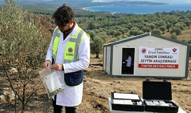 Yangın Zeytini Nasıl Etkiliyor? ÇOMÜ’den Kritik Araştırma