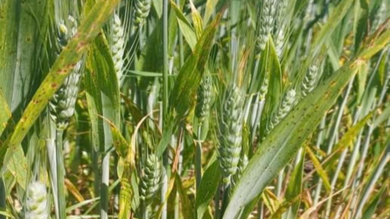 Çanakkale’de Çiftçilere Hububatta Hastalık Riski Uyarısı