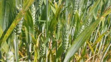 Çanakkale’de Çiftçilere Hububatta Hastalık Riski Uyarısı