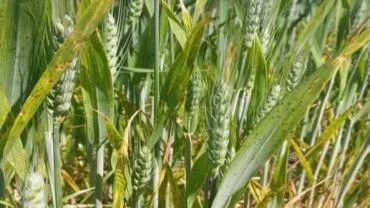 Çanakkale’de Çiftçilere Hububatta Hastalık Riski Uyarısı