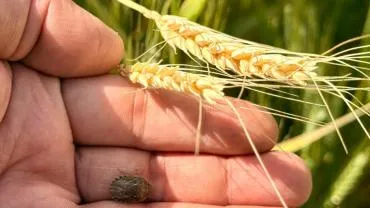 Çiftçiye Süneyle Mücadelede Kritik Uyarı: “İlanı Bekleyin, Doğayı Koruyun”