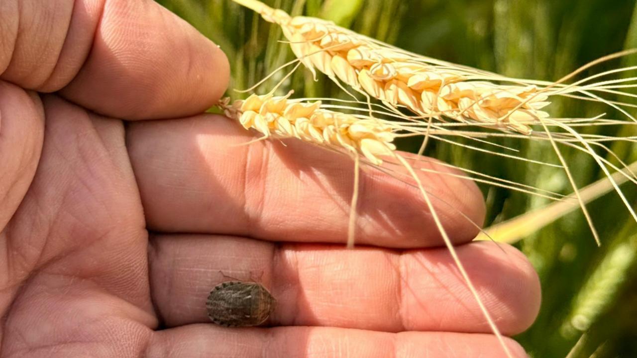 Çiftçiye Süneyle Mücadelede Kritik Uyarı: “İlanı Bekleyin, Doğayı Koruyun”