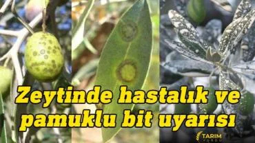 Zeytinliklerde Tehlike Alarmı: Halkalı Leke İçin Erken Müdahale Çağrısı