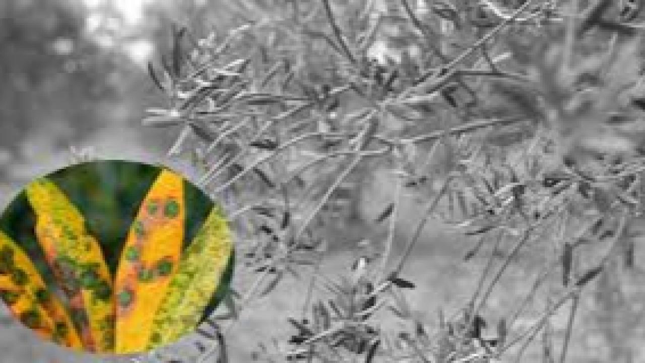 Zeytinliklerde Tehlike Alarmı: Halkalı Leke İçin Erken Müdahale Çağrısı